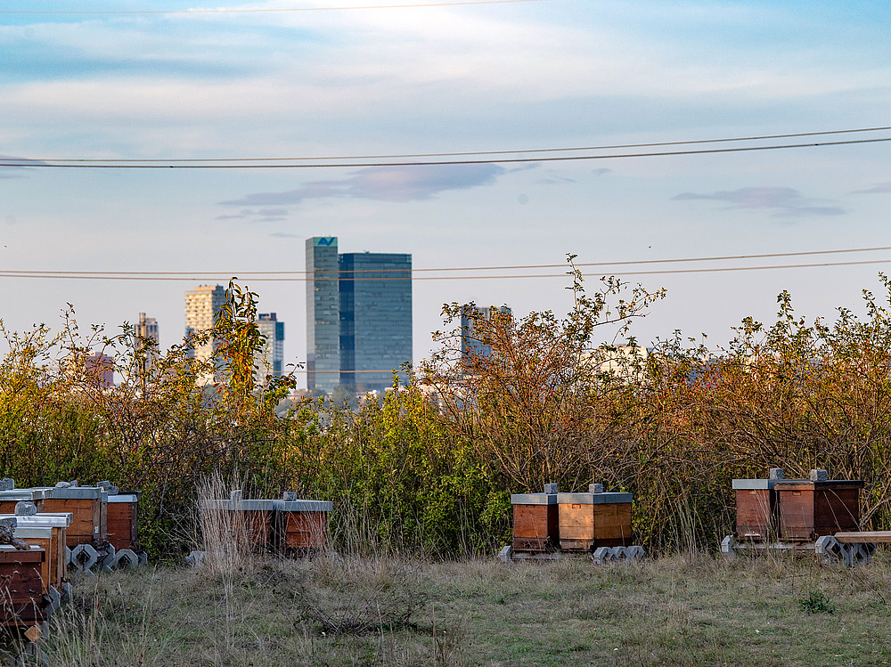 Twin Tower Favoriten, Bienenkästen