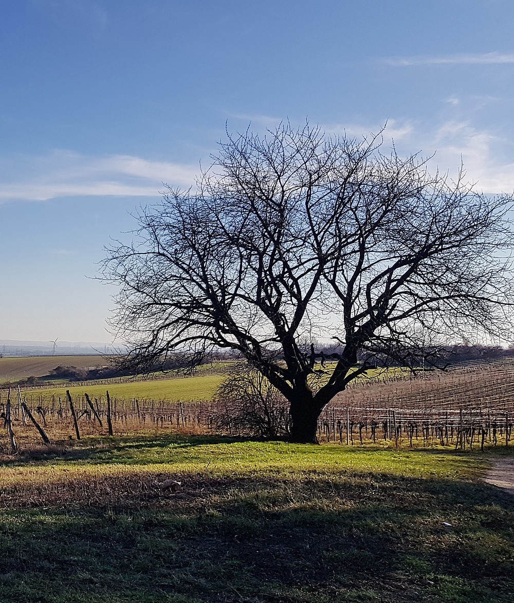 Gebiet Landschaftsbogen