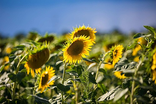 Sonnenblumen